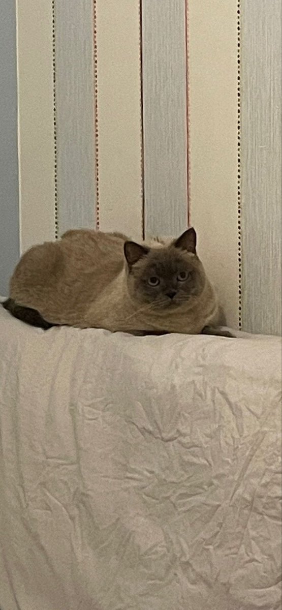 Pusetiyle şantiyeye terkedilmiş. Evet yine cins, üretmeyin satmayın diye boşuna demiyoruz. 4 yaşında, 6 ay sokakta kalmış. Dişi. Yuva arıyor.