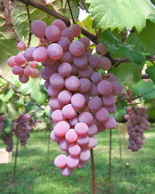Japanese rose grape: Koshu 🍇