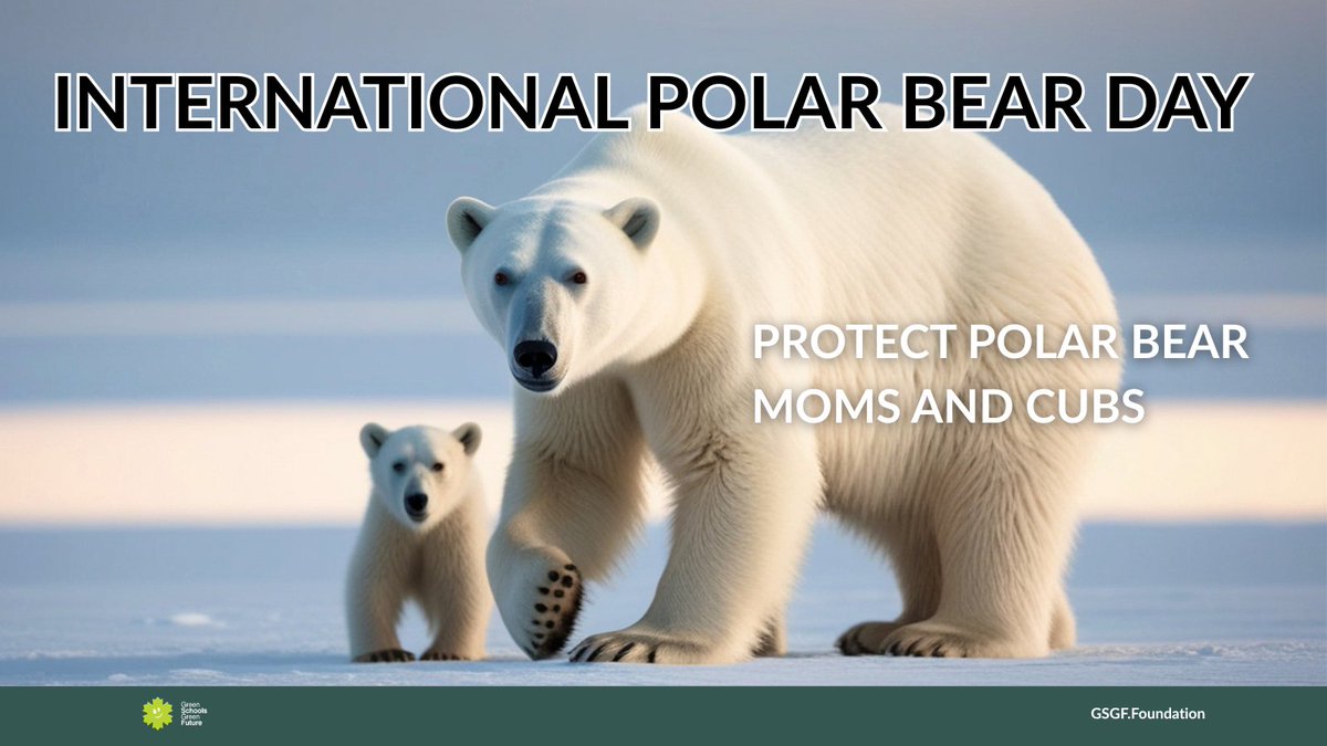 #InternationalPolarBearDay, created by Polar Bears International, falls during the vulnerable denning period for polar bear mothers and their cubs. 🐻‍❄️❄️ Today, let's help protect them and be more eco-conscious. 💚

#polarbears #wildlifeconservation #GSGF #Arctic #polarbearday