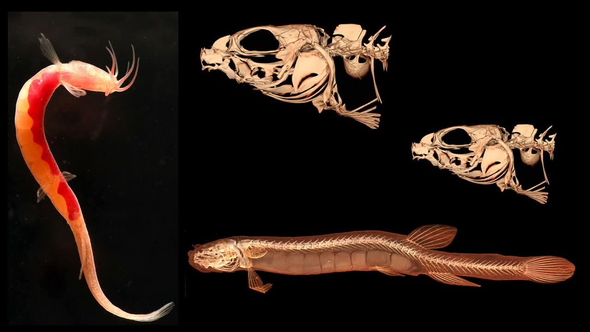 Rajeev Raghavan tweet media