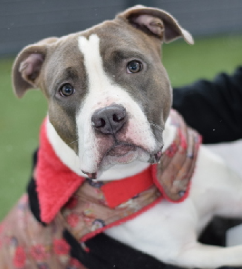 NMBewitched's tweet image. #FridayFirstClass 
#AdoptionisaPassion 

Lovely Pupcup 
She is social, sweet &amp;amp; ready to play 
Dog friendly &amp;amp; interested😊

She is a Level 2
One quirk: You can't raise your hand to her. She will cower, flinch🔥

#AdoptMe 
nycacc.app/#/browse/247889