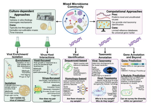 ASMicrobiology's tweet photo. How do we study the gut virome? This #mSystems article describes the methodologies for examining the gut virome using both culture-dependent and culture-independent tools, and highlights opportunities to synergize wet- and dry-lab techniques.  Read now: https://t.co/3UmL2UK7R5 https://t.co/MPPCOGjXZ1