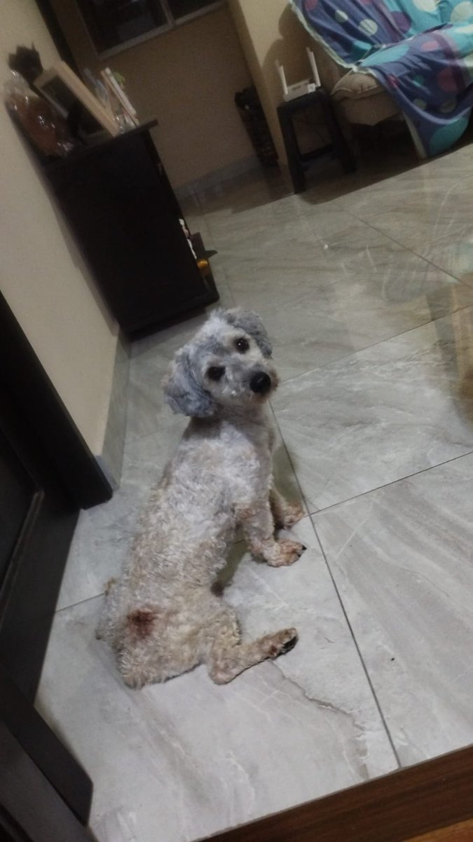 #ENCONTRADO  #GUAYAQUIL
Fecha: 2026-02-26
Sector: Norte, Sauces 4 Av Enrique de Grau Ruiz al frente a Parrillada Triple H
Sexo: Macho
Raza: French
Observación: Rabito cortado 
Contacto: 0991451905
¡Ayúdalo a volver con su familia!
 #AlertaMePerdí