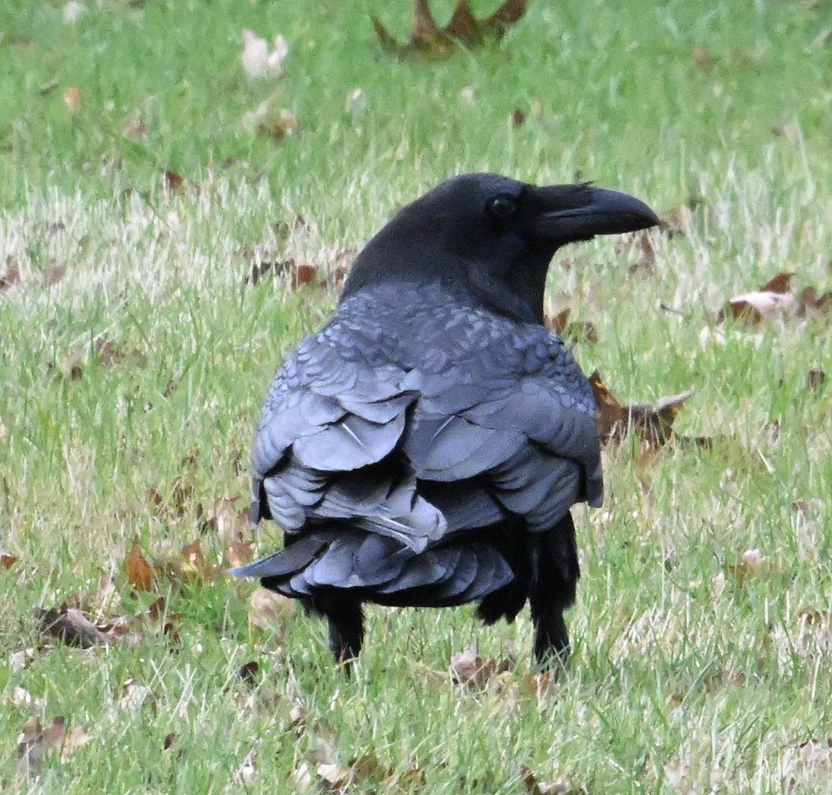 Ben Koks tweet media