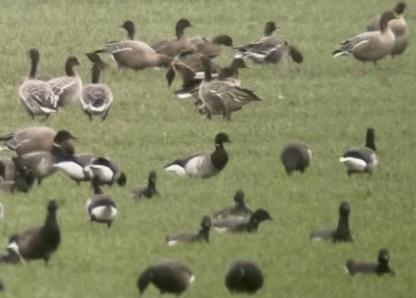 bigpatfinch's tweet photo. At Lynn Point yesterday I walked 5 miles (round trip) to check a distant mixed flock of Dark-bellied Brents &amp; Pinks - my reward was a Pale-bellied Brent. Back near the car park c.30 Corn Buntings were mobile around the salt marsh and then nearby a Jack Snipe #Norfolk https://t.co/ntTXr8SBWu