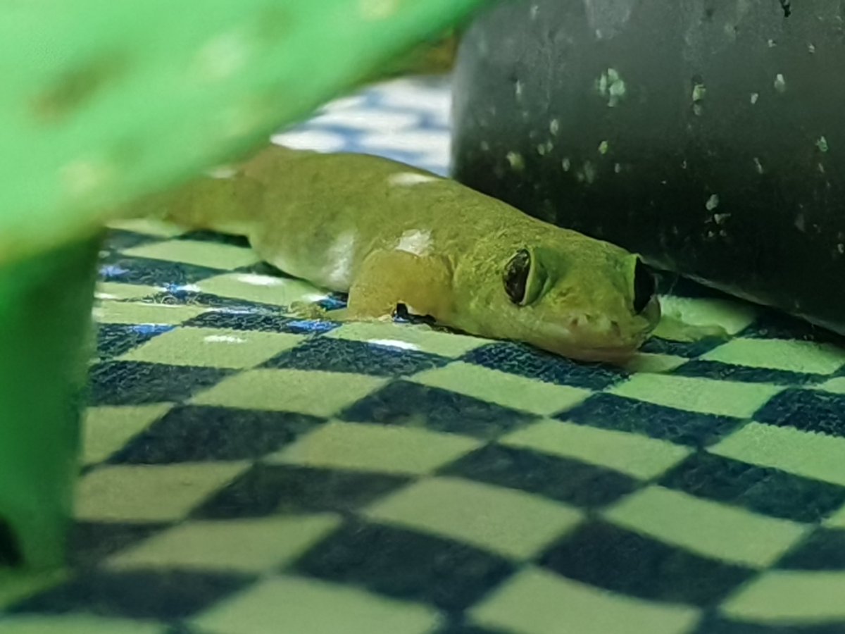 escobareando's tweet photo. @soyjuantavares @Electrolit @Megacable @RedColaMx Buen fin chicos Cosas a las q no les encuentro #Explicacion
Porque las besuconas más gordas que veo en la cocina son siempre más veloces que las delgadas, qué en los gimnasios de besuconas en ver de ponerse fit se ponen fat?

Me anoto a #AirSupply #BryanAdams qué ya son mañana https://t.co/SP8wzD4l6A