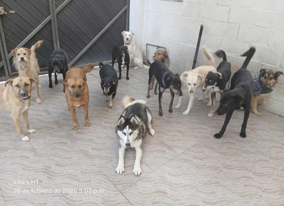 Ellie's House Toluca tweet media