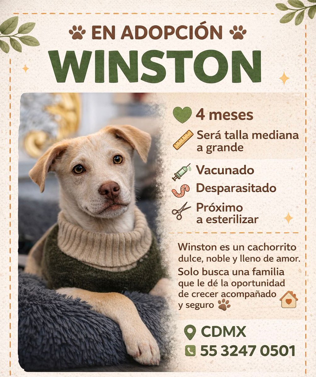Winston  hermoso en adopción, está en CDMX. <a href="/HELA_MORE/">𝙷𝚎𝚕𝚊 𝙼𝚘𝚛𝚎 🐶</a> <a href="/VIBRAmascotas/">VIBRA</a> <a href="/Alina_Gag/">Alina</a> <a href="/jainapereyra/">Jaina Pereyra</a> porfavor ayuda con su RT para que encuentre una familia hermosa!