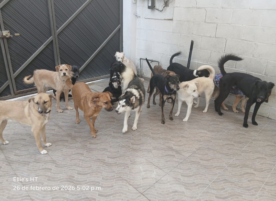 Ellie's House Toluca tweet media