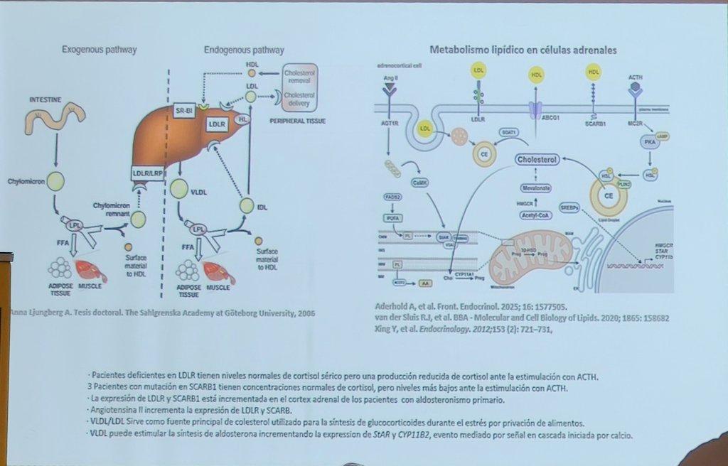 SEMERGENap's tweet photo. ⚡Magnífica y diferente Conferencia Magistra sobre '#DISLIPEMIA: entre la luz de la evidencia y la sombra de la incertidumbre. Una entrevista diferente' con @anamoya48 y el Dr. Adalberto Serrano Cumplido.
#CardioSEMERGEN26 https://t.co/DP3d0SgFhy