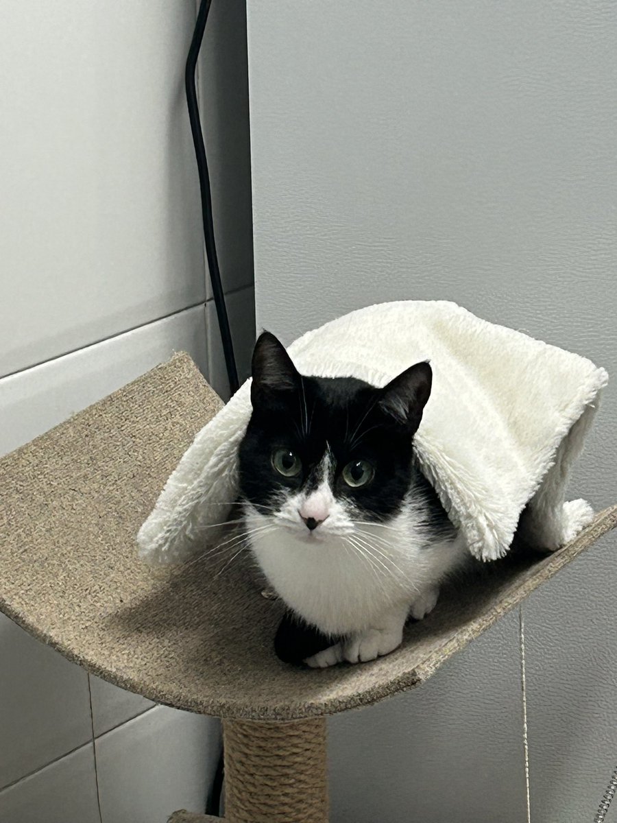 JuriJinx tweet media