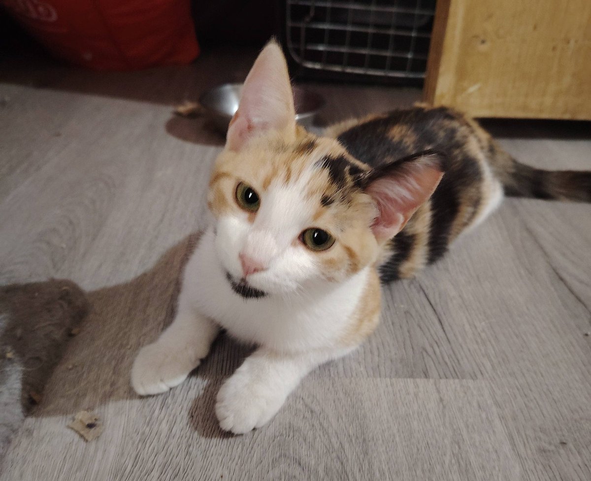 eltuitdemarsh's tweet photo. Hermosa bebita, de 4 meses, en adopción responsable. Se encuentra desparasitada, vacunada y se entregará esterilizada. Es muy dócil y cariñosa. Si deseas darle un hogar, con compromiso de tenencia indoor y seguimiento, comunícate al +56934498163. Favor RT!
#Santiago https://t.co/MtgRIRS2ta