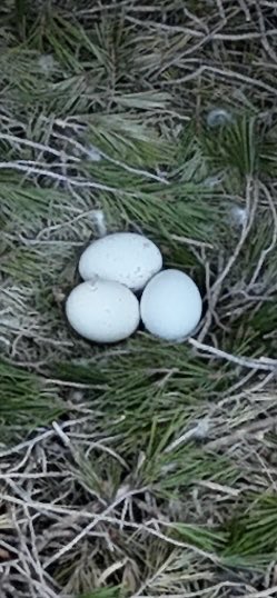 Pascual López-López tweet media