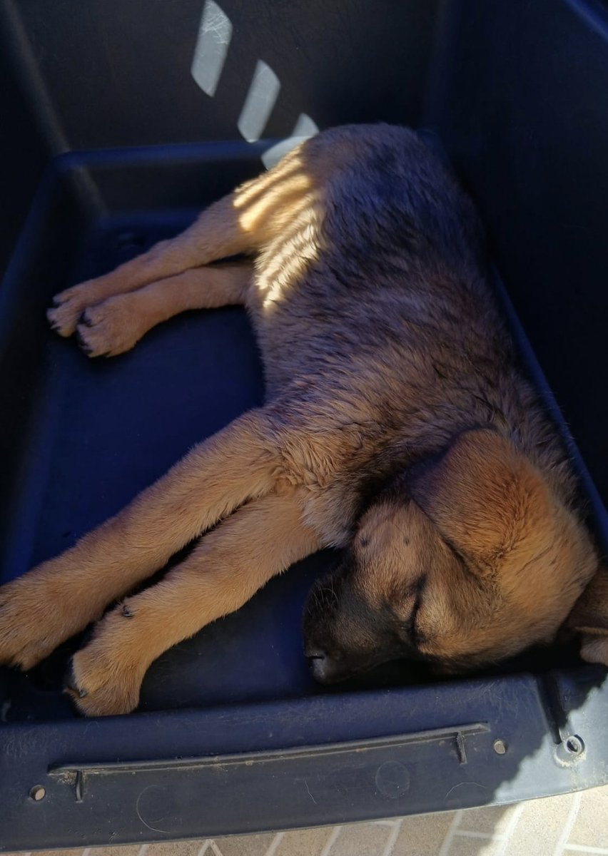 Ellie's House Toluca tweet media