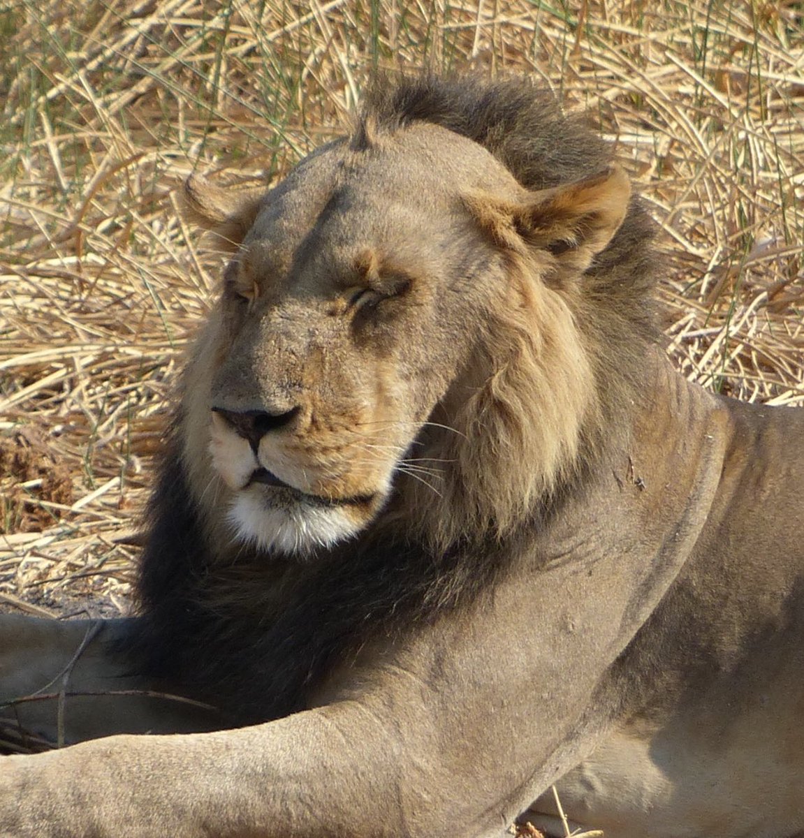 <a href="/earthcurated/">Earth</a> The lion accepts the receding hairline with dignity