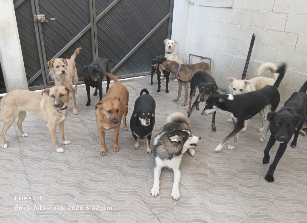 Ellie's House Toluca tweet media