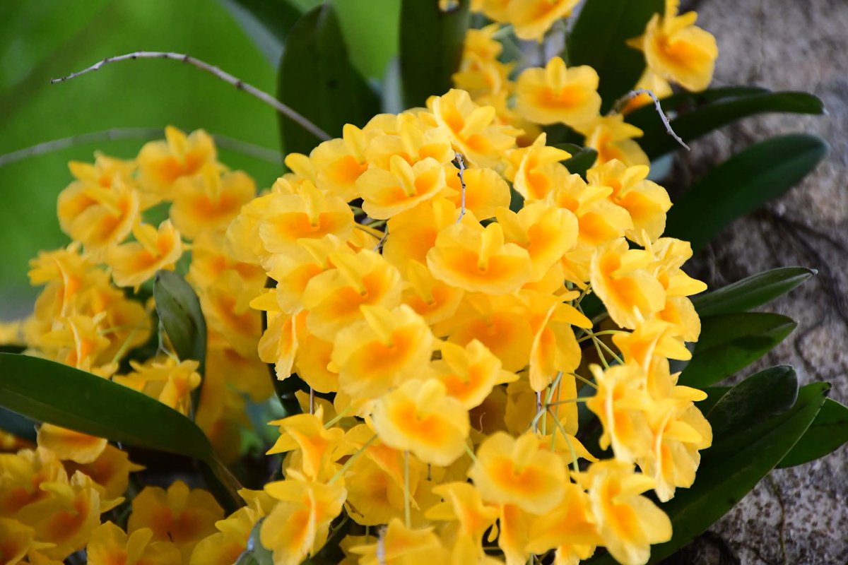 🌼 "เอื้องผึ้ง" กล้วยไม้ป่าสีเหลืองทองที่มาพร้อมกลิ่นหอมหวานราวกับน้ำผึ้ง บานสะพรั่งรับหน้าร้อนที่ภูกระดึง สวยสะกดตาจนต้องหยุดมอง 🍯✨
​📍 อุทยานแห่งชาติภูกระดึง
#เอื้องผึ้ง #ภูกระดึง #กล้วยไม้ป่า #เที่ยวไทย #เลย #กรมอุทยานแห่งชาติ