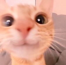 jack wolfe as cats tweet media