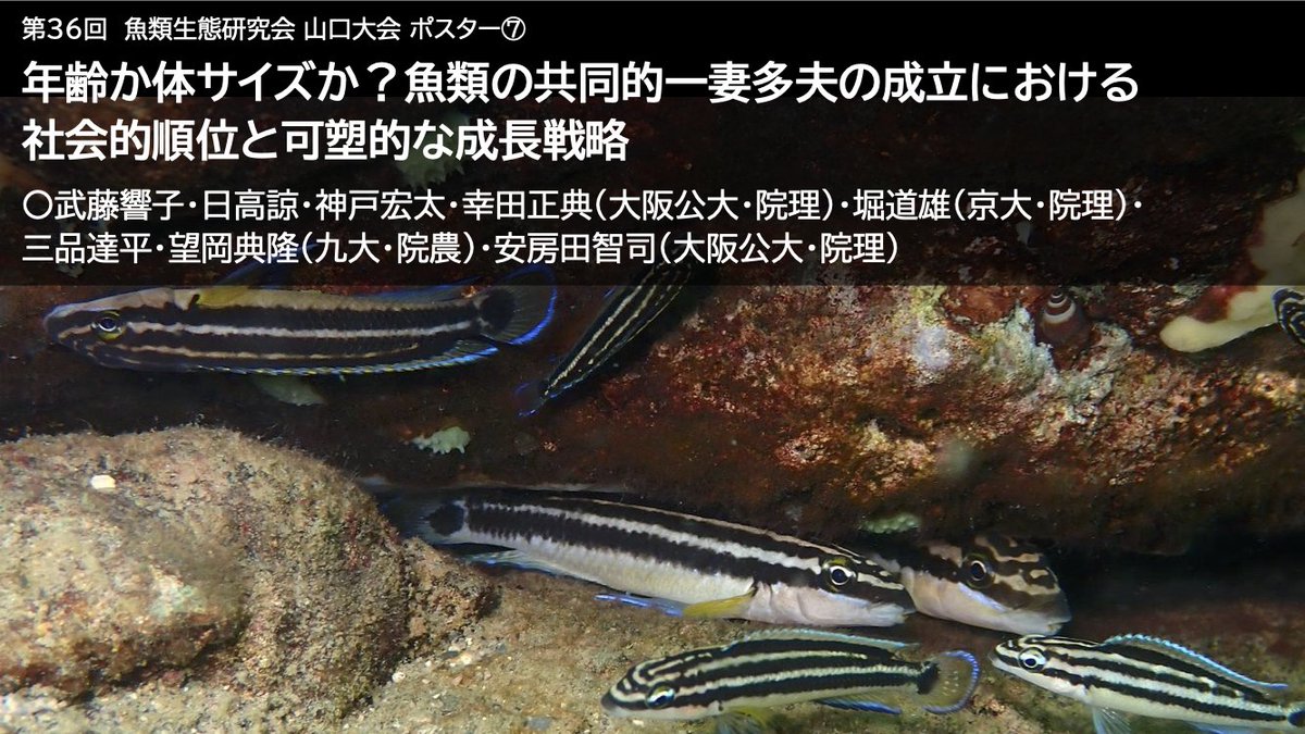 Laboratory of Animal Sociology, OMU, JPN tweet media