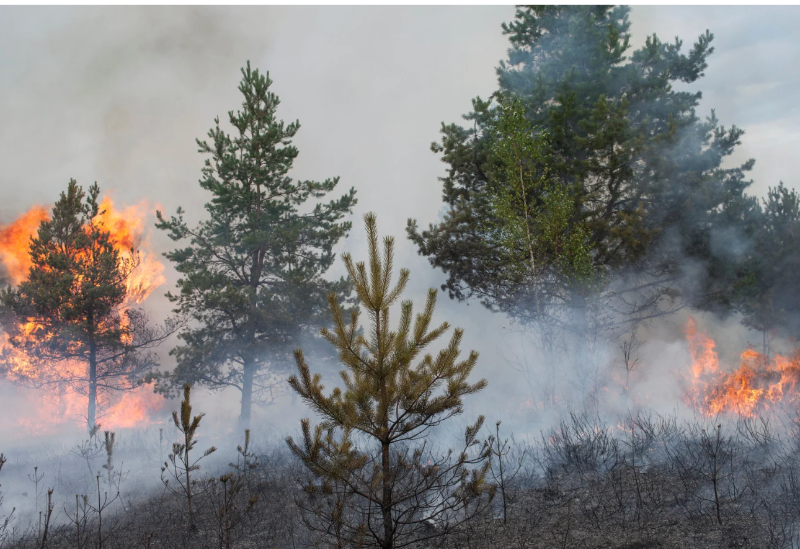 SRfirescience's tweet photo. FOMO on Science? Welcome to the second in our SRFSN publication series!
New fire behavior models, rates of spread, cultural fire, and more. https://t.co/fvQIVeLeZ8 https://t.co/6DB2lNpR44