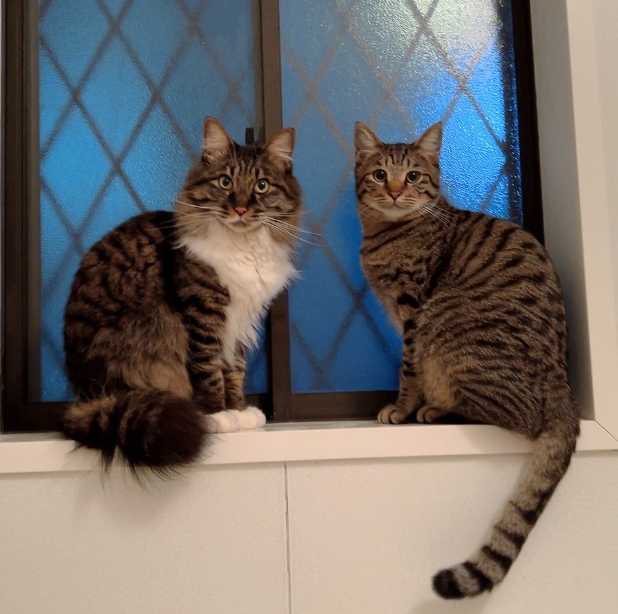 hagaiteeeeee's tweet photo. 猫 https://t.co/8XZLrYtrbH