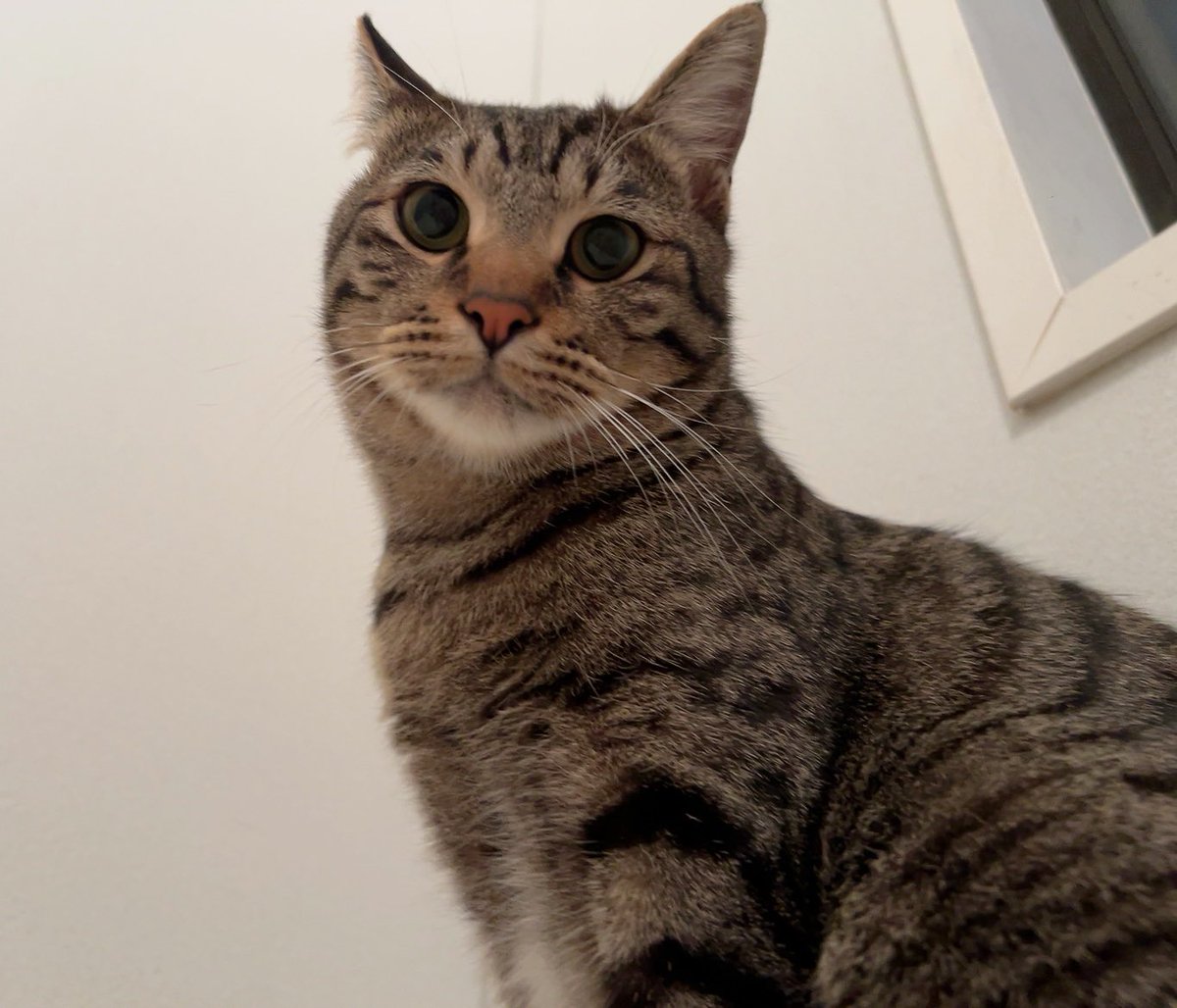 hagaiteeeeee's tweet photo. 猫 https://t.co/8XZLrYtrbH