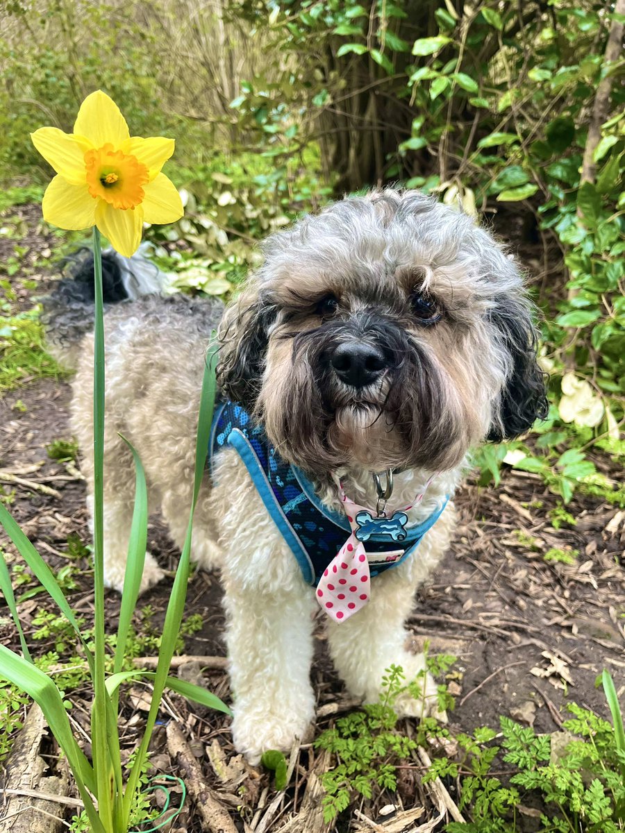 Chums! Baby Dog here. I found a lovely Daffodil. All by itself in the woods. I thought it might be lonely so I kept it company for a while. It seemed happy to see me 💛💛 #dogsofx  #SpringWatch