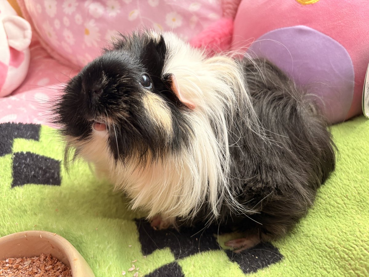 ⋆｡‧˚ʚ eleanor ɞ˚‧｡⋆ tweet media