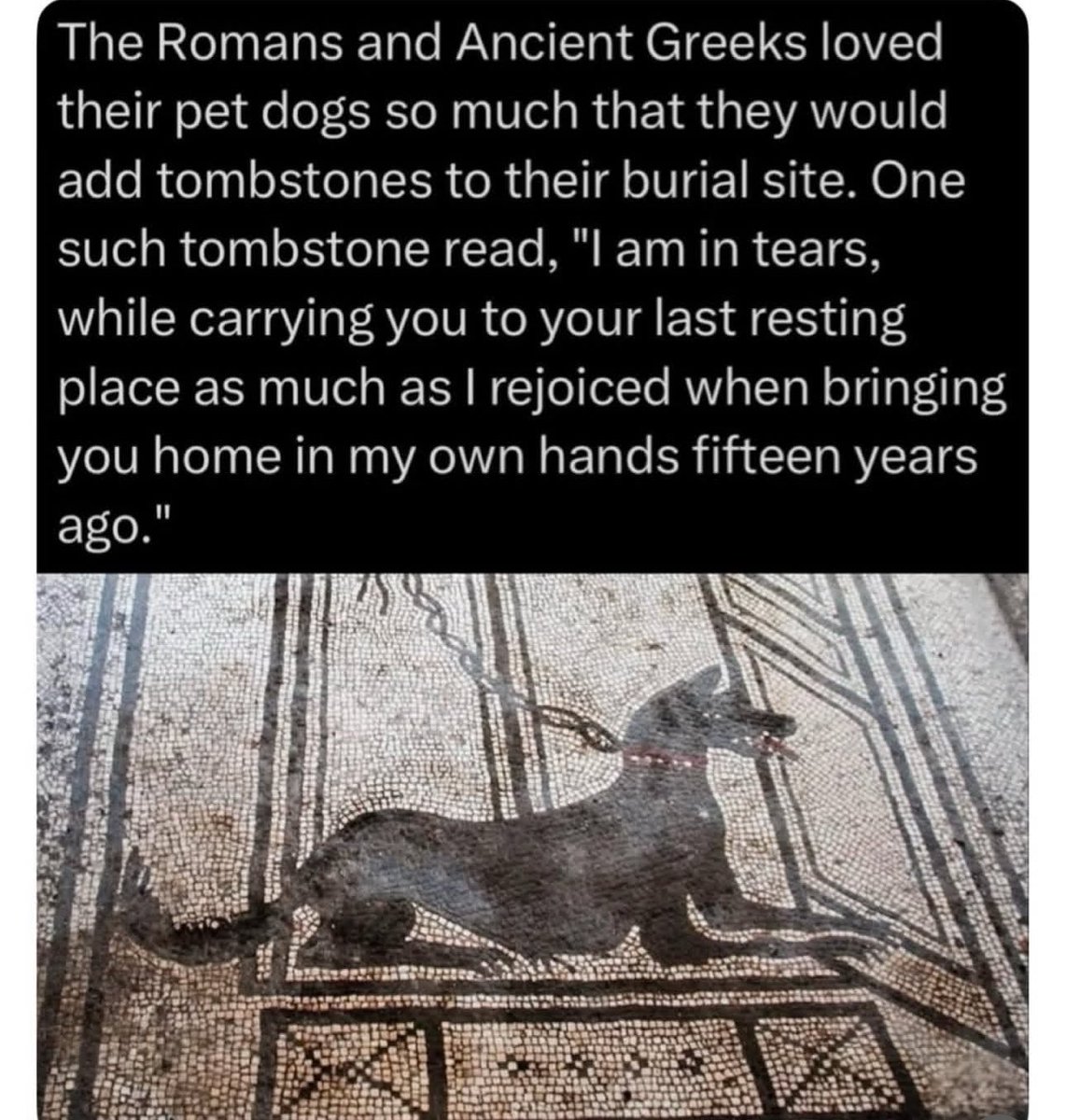 Puppies 🐶 tweet media