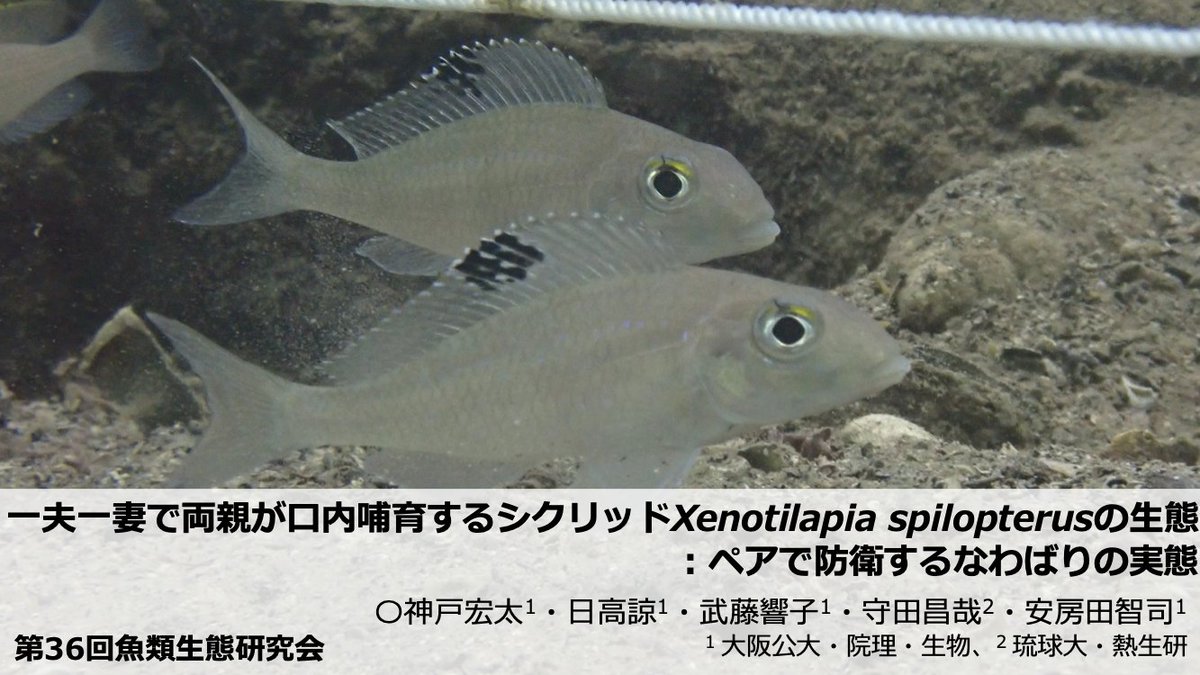 Laboratory of Animal Sociology, OMU, JPN tweet media