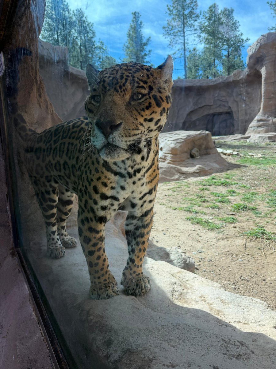 bearizona's tweet photo. We're in the running for USA Today's top 10 best Safari Parks! Follow the link to vote, and remember you can vote every day! 
https://t.co/pWO4wQgwLU https://t.co/eXpqICcmVL