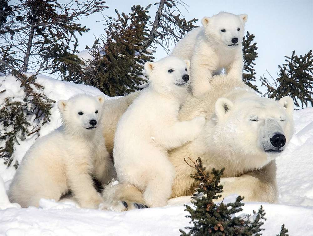 27 февраля — Международный день полярного медведя (International Polar Bear Day) или — День белого медведя:

to-name.ru/holidays/inter…