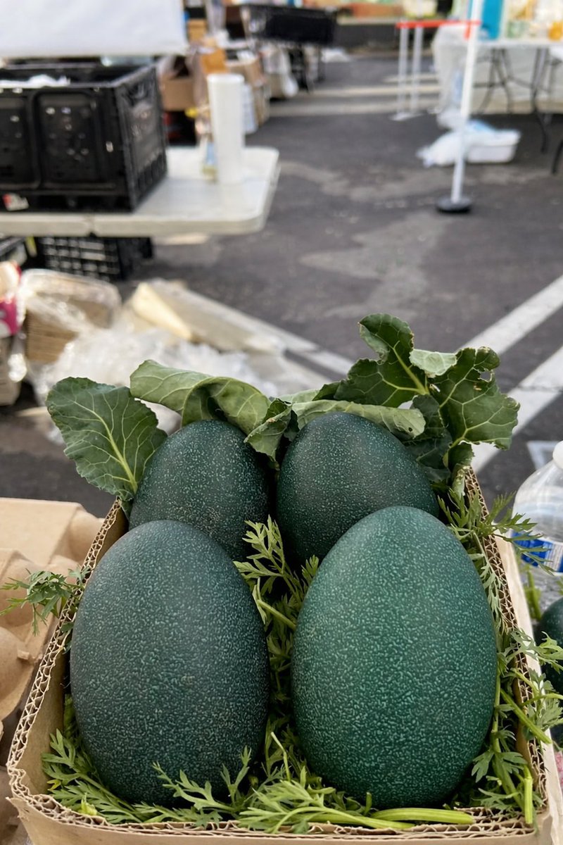 Have you seen green eggs before?