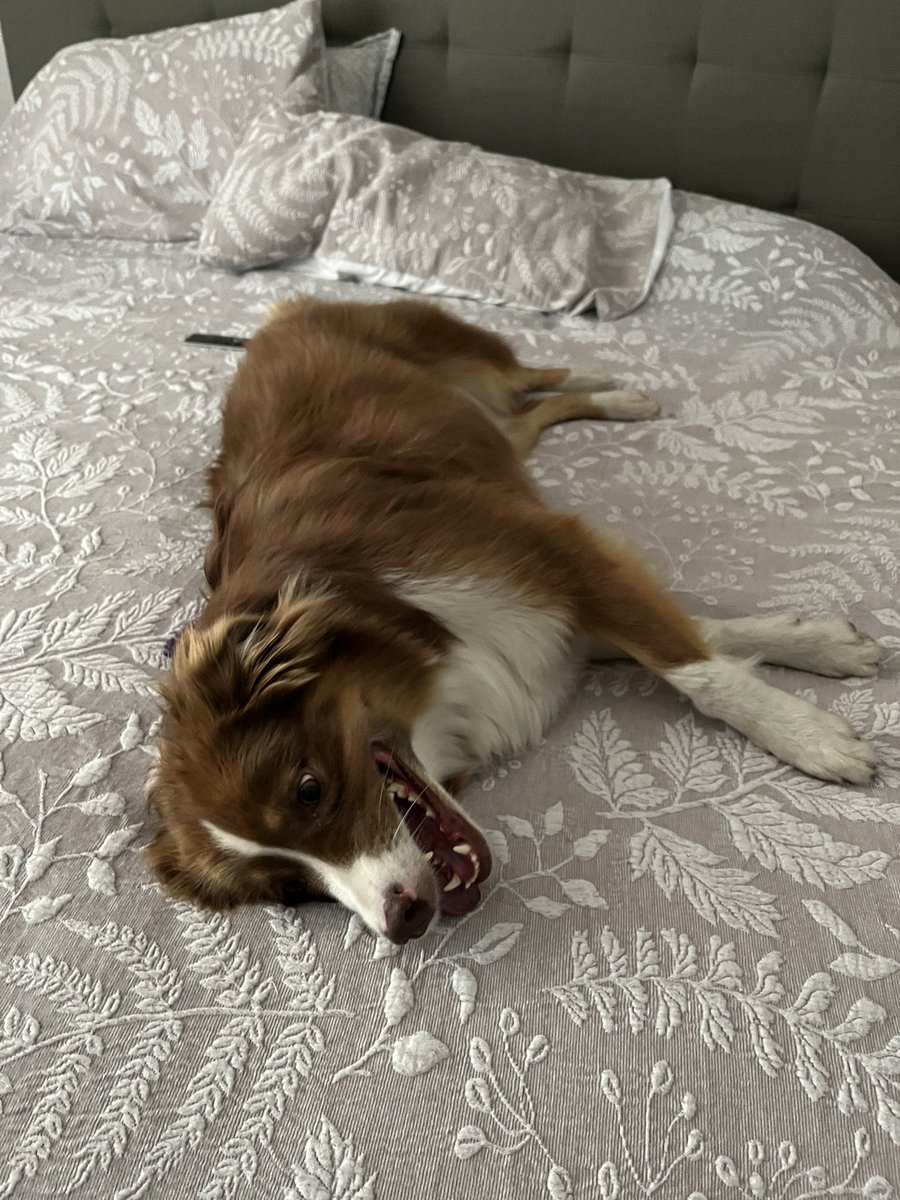 💛Femboy Ruby💛 tweet media