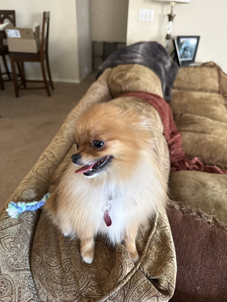 Can’t believe they put my dog in the new Pokemon Game