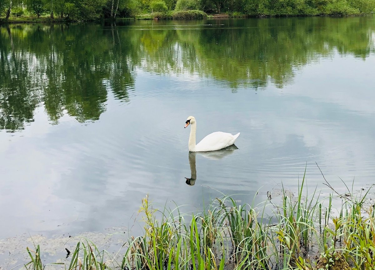 LeeValleyPark's tweet photo. Following news about dozens of dead swans in the Docklands area of east London, please be vigilant while in the park. Don't touch but report any dead or sick birds to our team. 

Email a photo to biodiversity@leevalleypark.org.uk and if possible include a  What3Words location too https://t.co/qqAFHCk4rs