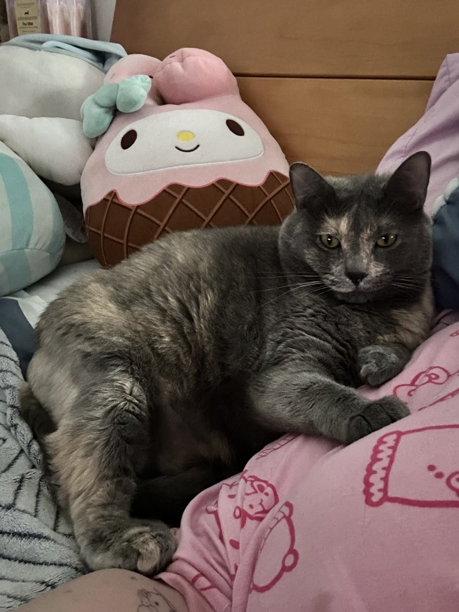 pluto ⋆ ˚｡⋆౨ৎ˚ tweet media