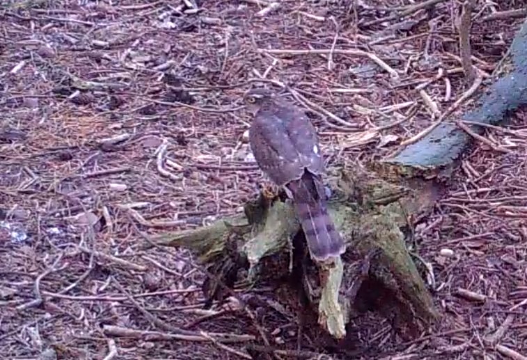 george hogg tweet media