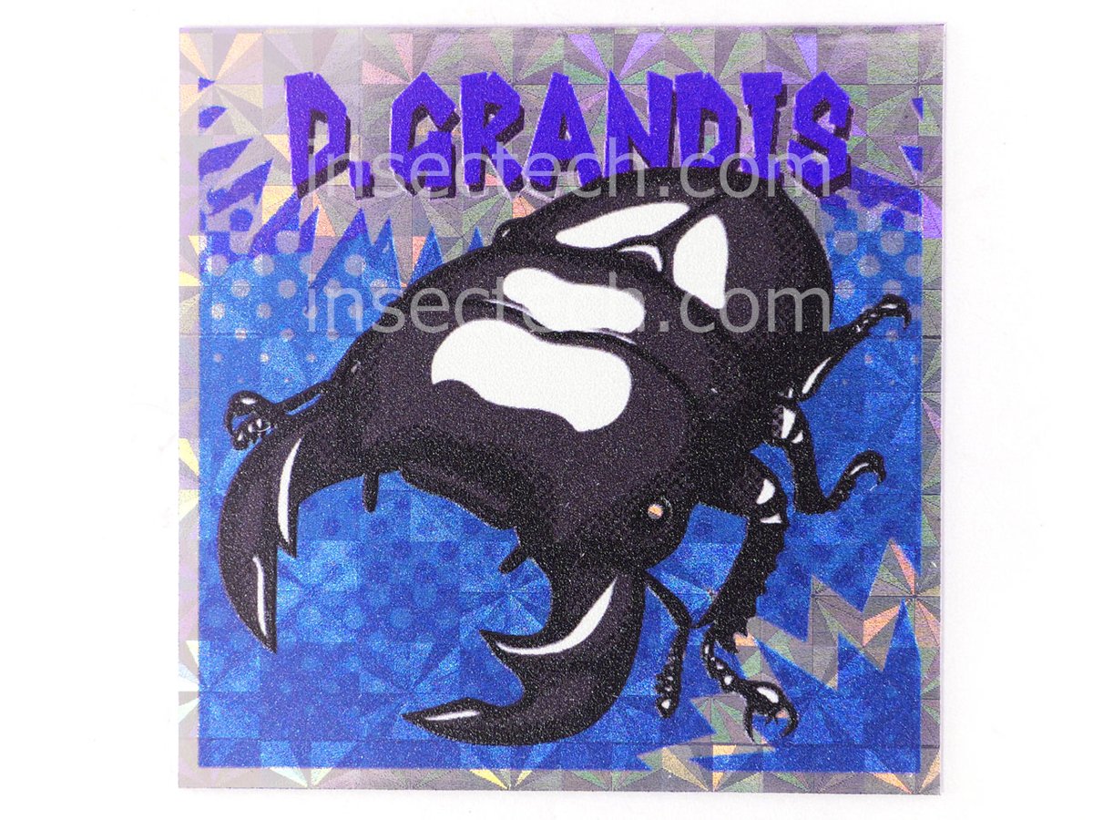 新商品】 駄画紙屋むしーる @aoma_mushino85 グランディスオオクワガタ