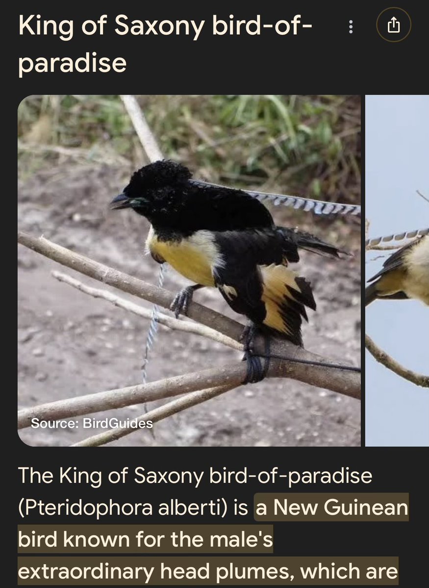 Orchetrance tweet media