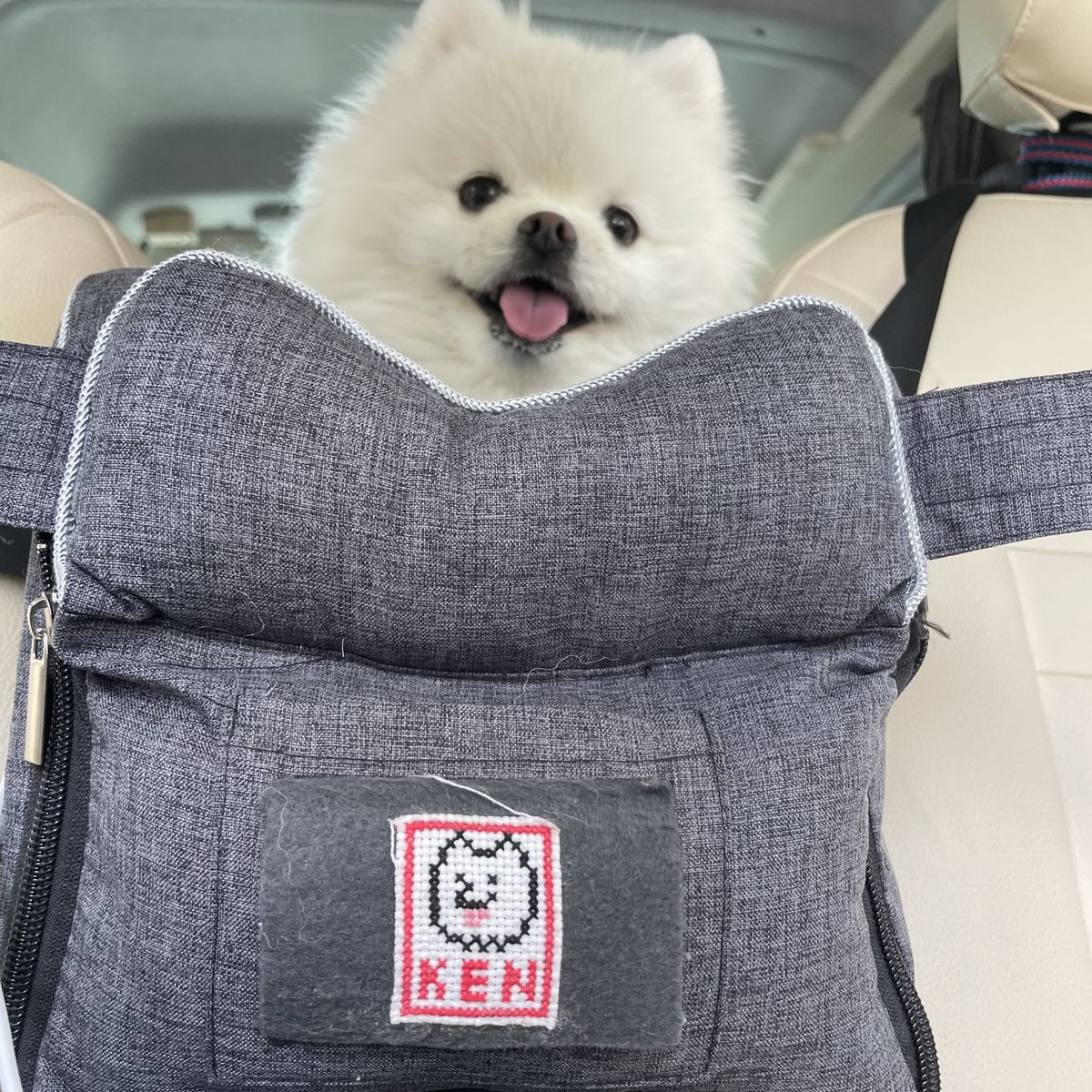 ドライブボックスに入って旅をするポメラニアンのケントくん、ちぢめる