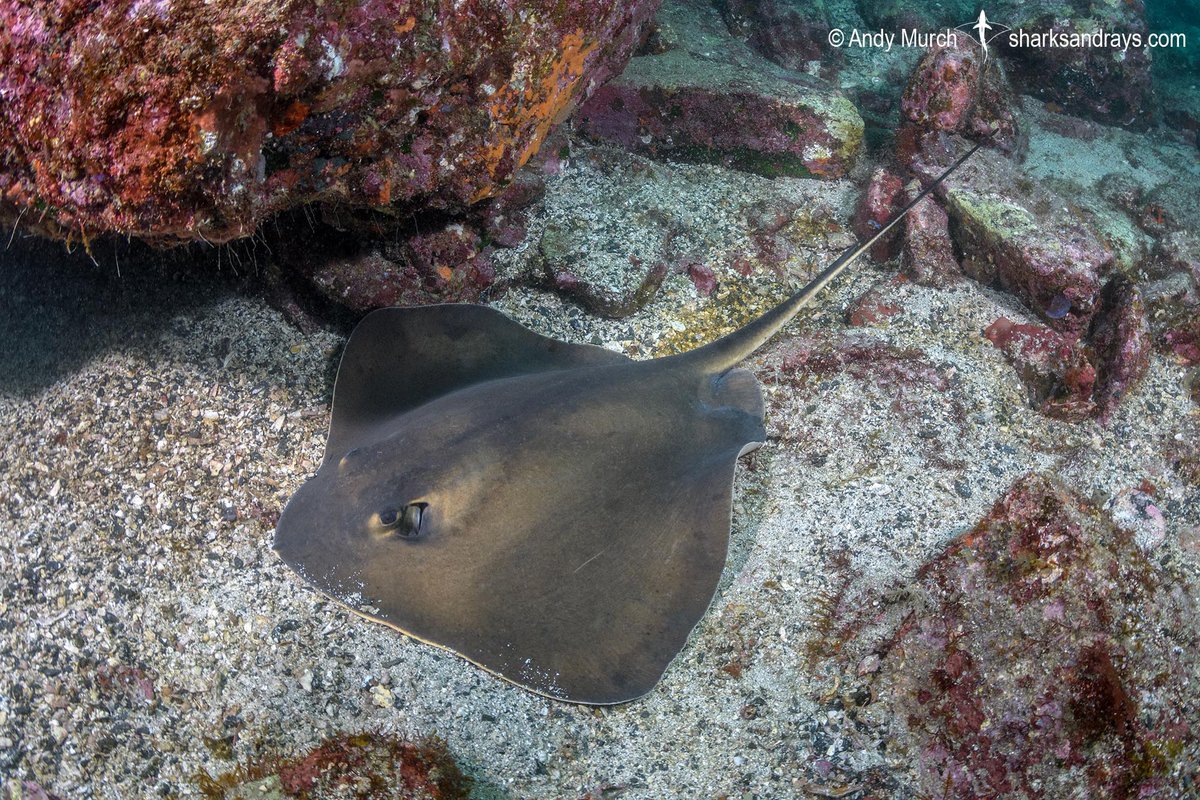 Big Fish Expeditions tweet media