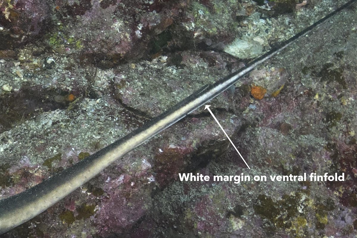 Big Fish Expeditions tweet media