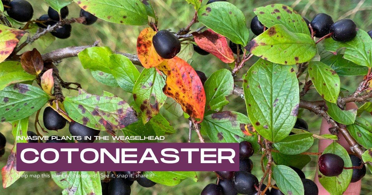 Weaselhead Society tweet media