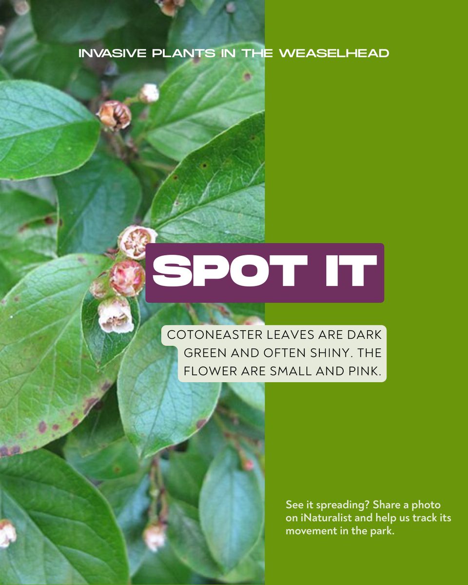 Weaselhead Society tweet media