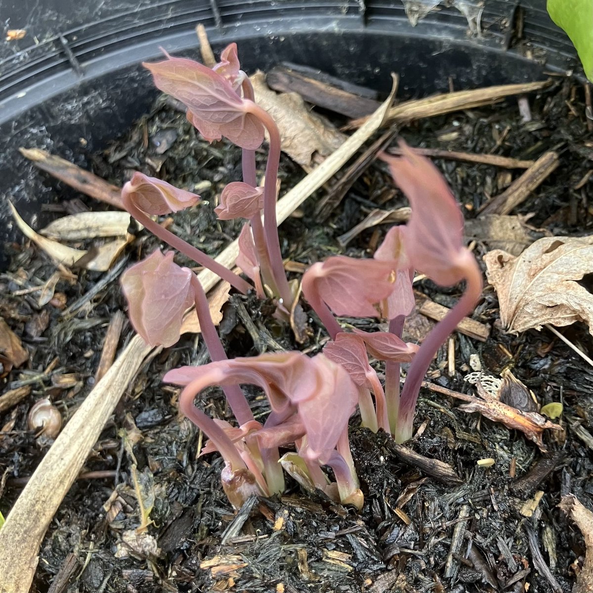 Helen Chen tweet media