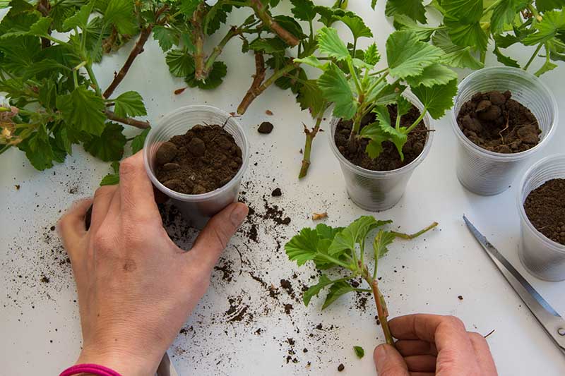 Gardeners_Path_'s tweet image. How to Propagate Geraniums from Stem Cuttings - Did you know you can start new geraniums with stem cuttings from existing plants? Learn how easy it is with how-to instructions now on Gardener's Path. gardenerspath.com/plants/flowers… #geraniums #propagation