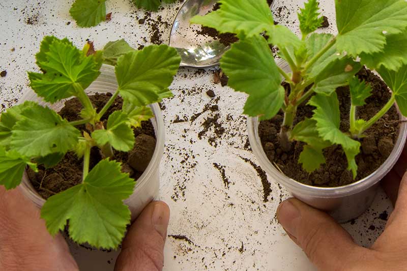 Gardeners_Path_'s tweet image. How to Propagate Geraniums from Stem Cuttings - Did you know you can start new geraniums with stem cuttings from existing plants? Learn how easy it is with how-to instructions now on Gardener's Path. gardenerspath.com/plants/flowers… #geraniums #propagation
