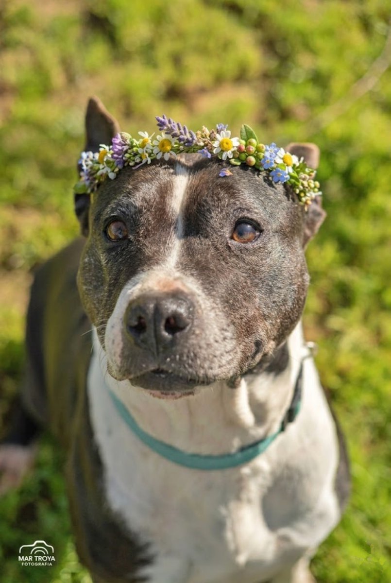 #Sevilla
Imaginen unos ojos que han visto pasar muchos de sus 10 años en el refugio. donde el destino la trajo junto a su hijo TINKY, que también sigue en la prote―

#MAMI es una abuelita cariñosa, una perrita que necesita un compromiso responsable, a quien le han impuesto una