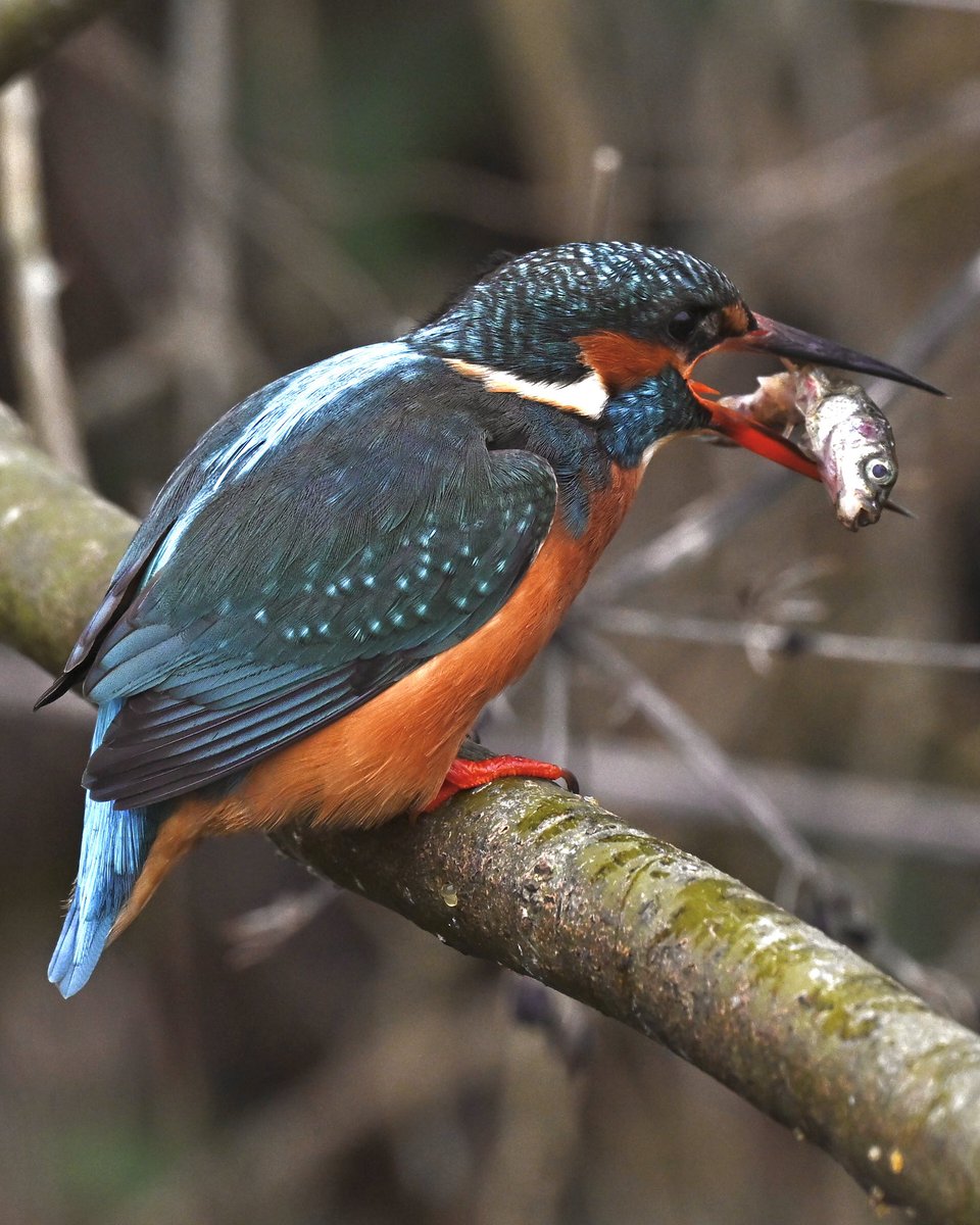 David Rouse 🍃💚🍃 tweet media